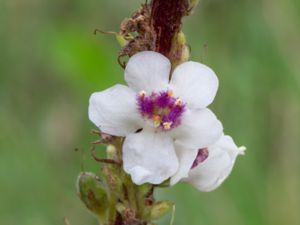 Verbascum chaixii - Nettle-leaved Mullein - Franskt kungsljus