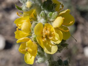 Verbascum gnaphalodes - Caucasus Mullein