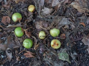 Mandragora officinarum - Autumn Mandrake - Alruna