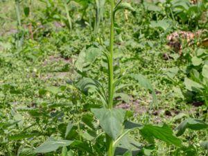 Nicotiana alata - Jasmine Tobacco - Stor blomstertobak