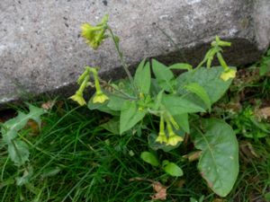 Nicotiana langsdorffii × sanderae - Klocktobak x blomstertobak