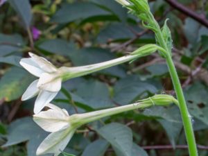 Nicotiana longiflora - ongflower Tobacco - Jasmintobak