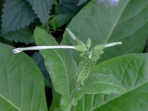 Nicotiana sylvestris - South American Tobacco - Narcisstobak
