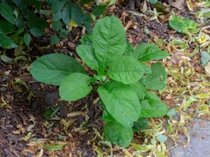 Nicotiana tabacum - Common Tobacco - Virginiatobak