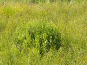 Thelypteris palustris - Marsh Fern - Kärrbräken