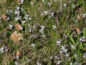 Viola alba x odorata - Silverviol x luktviol