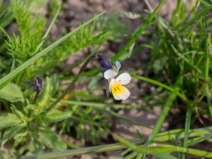 Viola arvensis - Field Pansy - Åkerviol