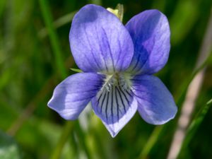 Viola canina - Heath Dog-violet - Ängsviol