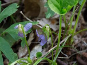 Viola mirabilis - Wonder Violet - Underviol