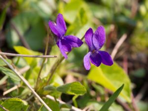 Viola odorata - Sweet Violet - Luktviol