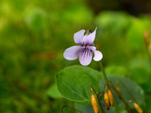 Viola palustris - Marsh Violet - Kärrviol