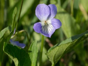 Viola persicifolia - Fen Violet - Strandviol