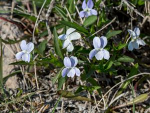 Viola pumila - Meadow Violet - Dvärgviol