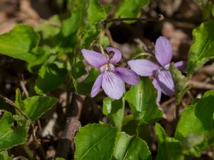 Viola reichenbachiana - Early Dog-violet - Lundviol