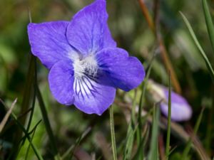 Viola riviniana - Common Dog-violet - Skogsviol