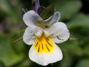 Viola tricolor - Wild Pansy - Styvmorsviol