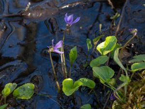 Viola uliginosa - Sumpviol