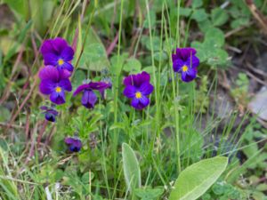 Viola x williamsii - Bukettviol