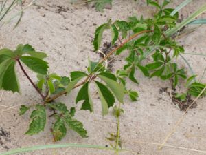 Parthenocissus inserta - Thicket Creeper - Vildvin