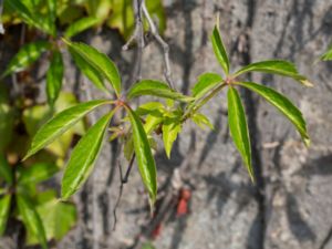 Parthenocissus quinquefolia - Virginia creeper - Klättervildvin