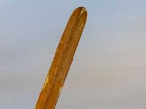 Zostera marina - Common Eelgrass - Ålgräs