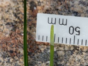 Zostera noltii - Dwarf Eelgrass - Dvärgålgräs