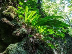 Aspleniaceae - Svartbräkenväxter