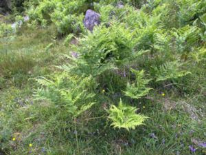 Dennstaedtiaceae - Örnbräkenväxter