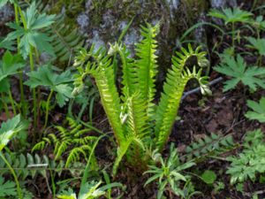 Dryopteridaceae - Träjonväxter