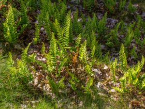 Polypodiaceae - Stensöteväxter