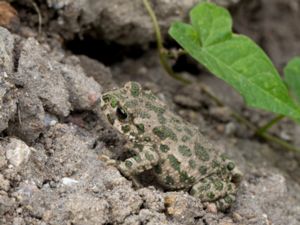 Bufotes variabilis - European Green Toad - Grönfläckig padda