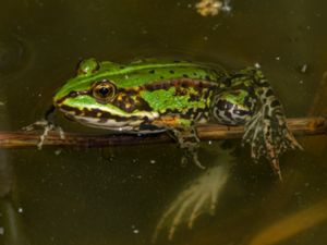Pelophylax esculentus - Edible Frog - Ätlig groda