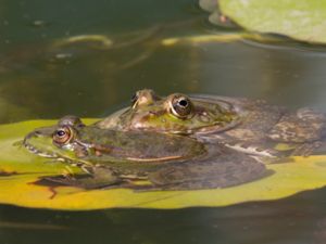 Pelophylax ridibundus - Marsh Frog - Sjögroda