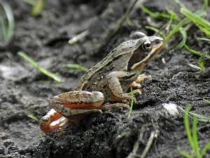 Rana arvalis - Moor Frog - Åkergroda