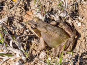 Rana temporaria - Common Frog - Vanlig groda