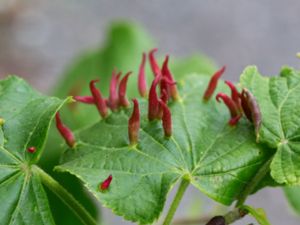 Eriophyes tiliae - Lindhorn