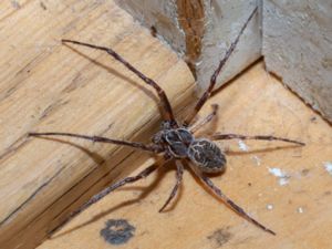 Larinioides sclopetarius - Bridge Spider - Brospindel