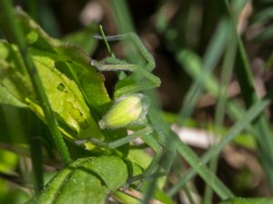 Micrommata virescens - Green Huntsman Spider - Grön bladspindel