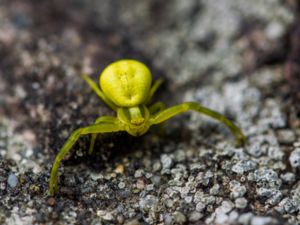 Misumena vatia - Goldenrod Crab Spider - Blomkrabbspindel