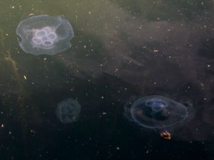 Aurelia aurita - Moon Jellyfish - Öronmanet