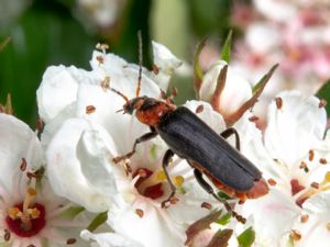 Cantharis fusca - Great Soldier Beetle - Stor flugbagge