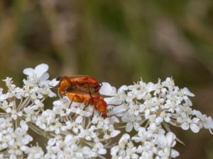 Rhagonycha fulva - Red Soldier Beetle