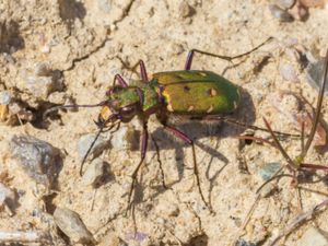 Cicindela campestris - Green Tiger Beetle - Grön sandjägare