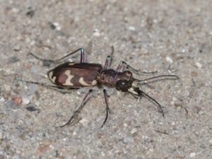 Cicindela hybrida - Northern Dune Tiger Beetle - Brun sandjägare