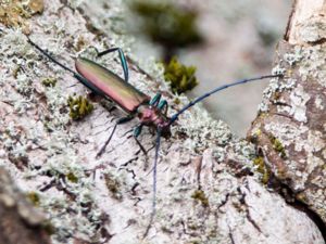 Aromia moschata - Musk Beetle - Myskbock