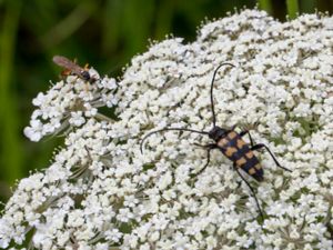 Leptura quadrifasciata - Four-banded Longhorn Beetle - Fyrbandad blombock