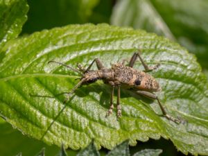 Rhagium mordax - Blackspotted Pliers Support Beetle - Lövträdlöpare