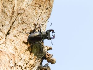 Lucanus cervus - Stag Beetle - Ekoxe