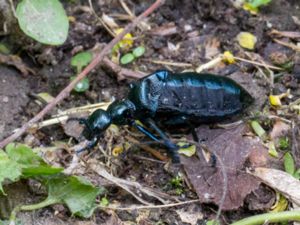 Meloe - Blister Beetles - Majbaggar