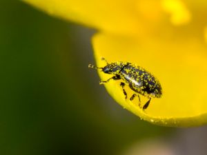 Meligethes aeneus - Rapeseed Pollen Beetle - Rapsbagge